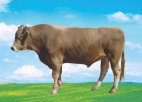 新疆塔城特产 新疆褐牛