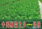 广东惠州特产 矮陂梅菜