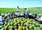 新疆喀什特产 莎车甜瓜