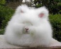 山东威海特产 长毛兔