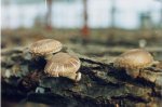 湖北恩施特产 野生香菇