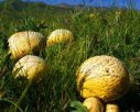 青海海西州特产 草原黄蘑菇