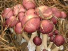 广西桂林特产 大球盖菇