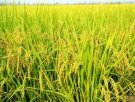 孝感安陆特产 安陆优质水稻