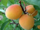 辽宁葫芦岛特产 大扁杏