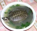 泰州姜堰特产 溱湖甲鱼