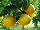 广东梅州特产 金柚
