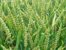 四川泸州特产 泸州软质小麦