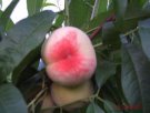 陕西西安特产 老堡子鲜桃