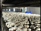 广西来宾特产 双孢蘑菇