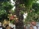 台州天台特产 菩提树