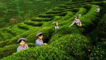 汉中西乡特产 西乡绿茶