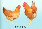 广东惠州特产 良井三黄鸡