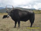 西藏日喀则特产 犏牛