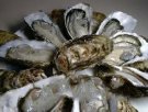 广东汕尾特产 高螺牡蛎