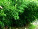红河金平特产 龙竹