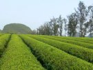 广西河池特产 罗城绿茶