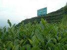 湖南长沙特产 八角溪茶叶