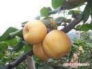 广西桂林特产 南方优质梨