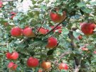 红河河口特产 小凉山优质苹果