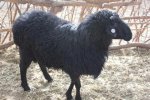 新疆特产 吐鲁番黑羊
