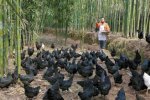 贵州遵义特产 赤水乌骨鸡