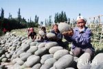 新疆喀什特产 喀什甜瓜
