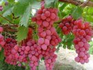新疆伊犁特产 莫乎尔葡萄