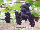 安徽池州特产 大庄葡萄