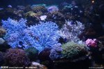 台湾澎湖特产 珊瑚