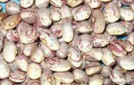 新疆阿勒泰特产 切尔克齐奶花芸豆