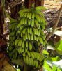 广西特产 涠洲岛“火山岛”香蕉