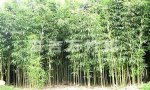 广东肇庆特产 怀集茶杆竹