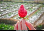四川攀枝花特产 中坝草莓