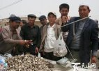 新疆喀什特产 巴楚蘑菇
