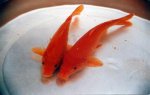 江西吉安特产 万安玻璃红鲤鱼