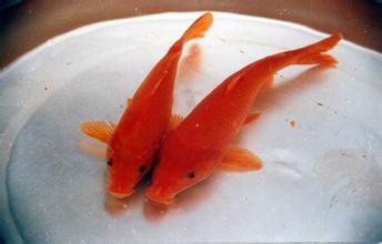 萬安玻璃紅鯉魚