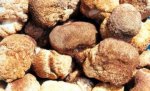 锡林郭勒阿巴嘎旗特产 白扒猴头蘑
