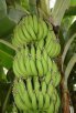 广西钦州特产 灵山香蕉