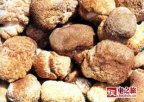 黑龙江哈尔滨特产 通河猴头蘑