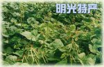 安徽滁州特产 明光绿豆
