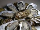 台湾彰化特产 台湾牡蛎