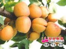 新疆昌吉特产 鲜食杏