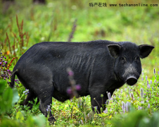 北京朝阳特产 北京黑猪