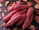 广东江门特产 水步（四九）香薯