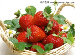 北京特產 昌平草莓