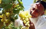 新疆喀什特产 喀什葡萄