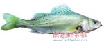广东特产 白蕉海鲈