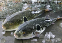 天津汉沽特产 东方红鳍豚鱼