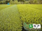 安徽特产 高坦翠微茶